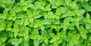 اثر گیاه و اسانس روغنی ترخون و نعناع بر عملکرد جوجه های گوشتی