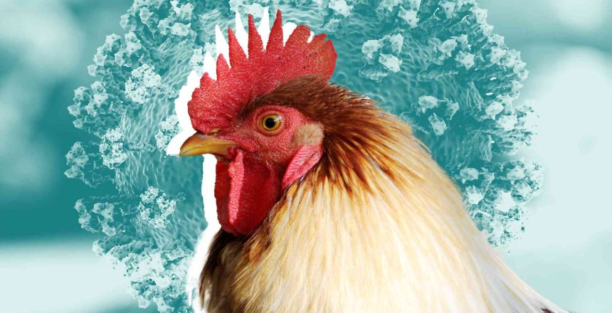 H10N3-bird-flu-AdobeStock_305858863-43cb6c06f641488e9d44dff484ae62ab
