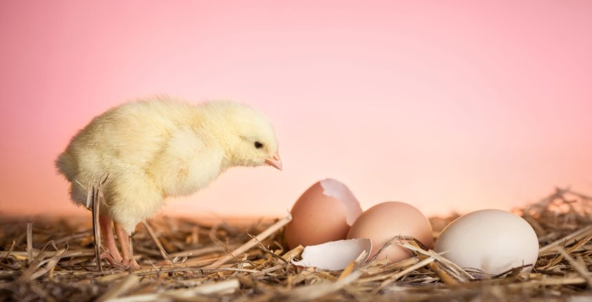 Close up of baby chicken in straw